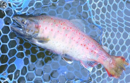 良型連発！ ～岡崎トラウトポンド～